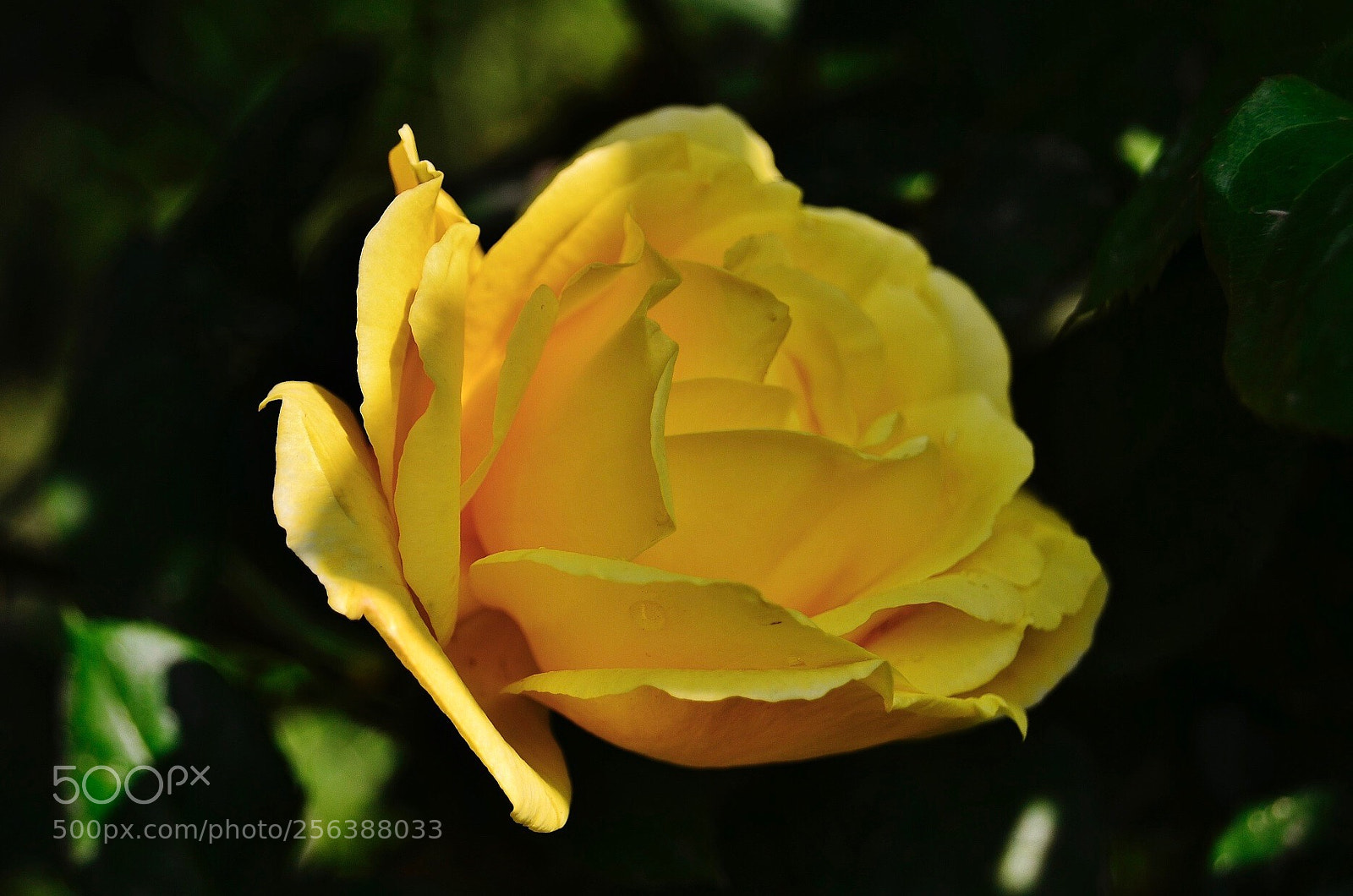 Nikon D7000 sample photo. Yellow rose photography