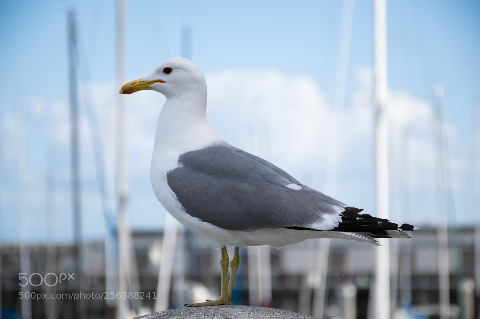 Nikon D5600 sample photo. Seagull photography