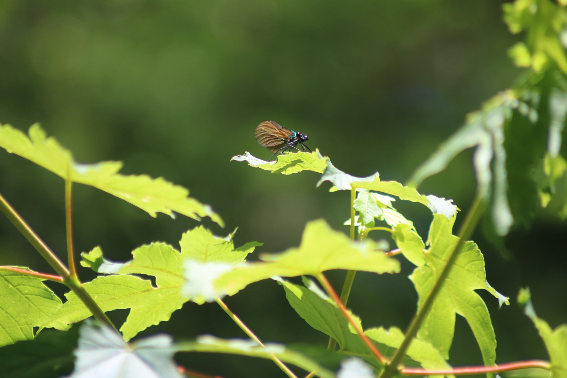 Canon EOS 750D (EOS Rebel T6i / EOS Kiss X8i) + Canon EF 70-210mm f/4 sample photo