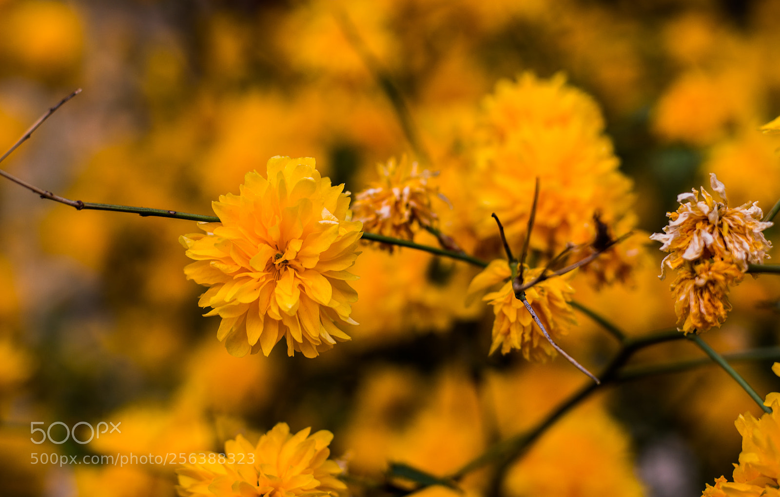 Nikon D5200 sample photo. Colors of spring photography