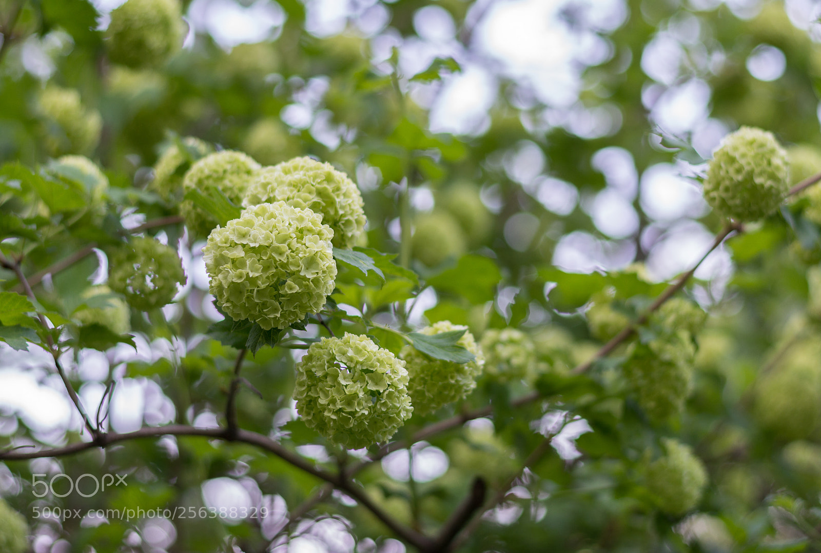 Nikon D5200 sample photo. Colors of spring photography