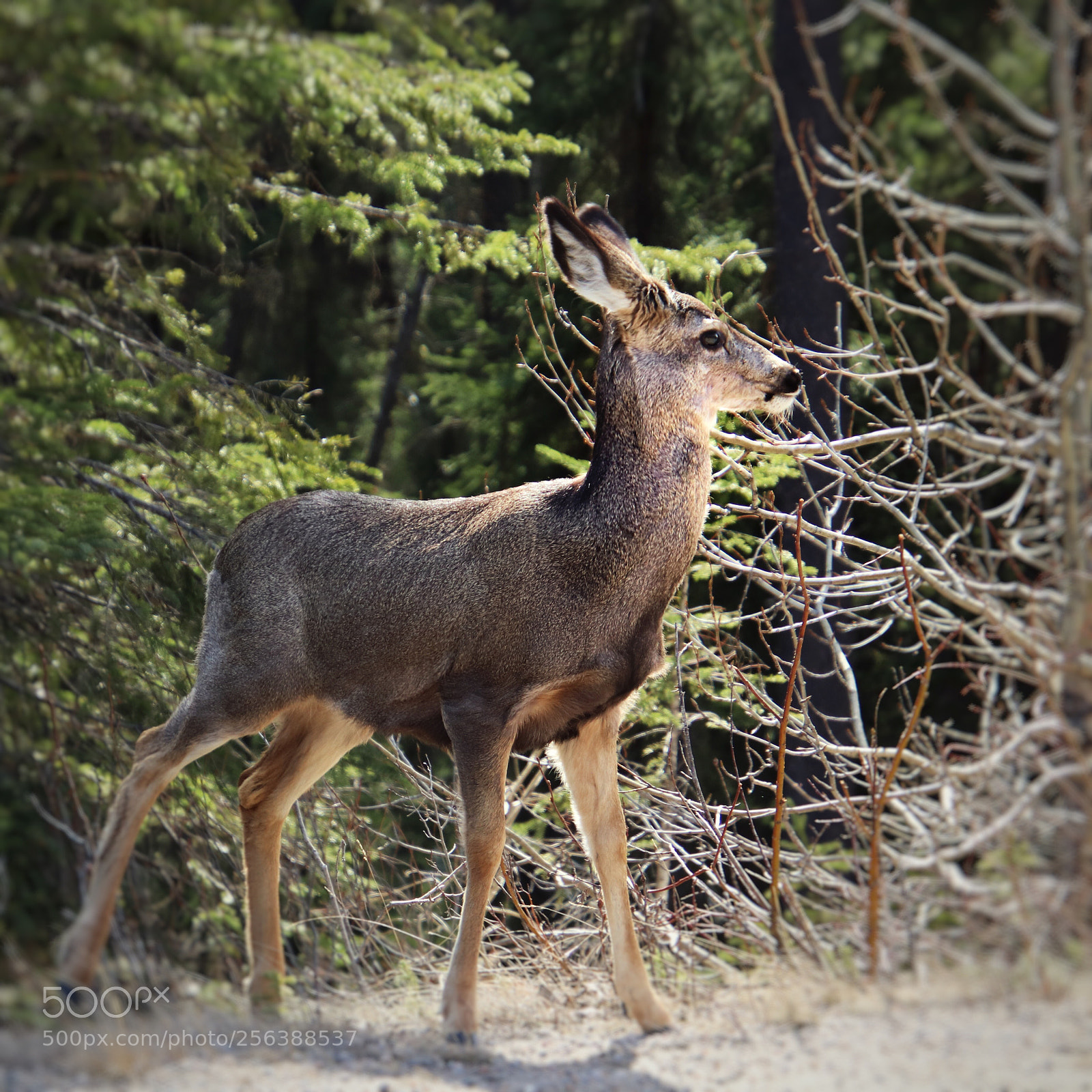 Canon EOS 800D (EOS Rebel T7i / EOS Kiss X9i) sample photo. Do-a-deer photography