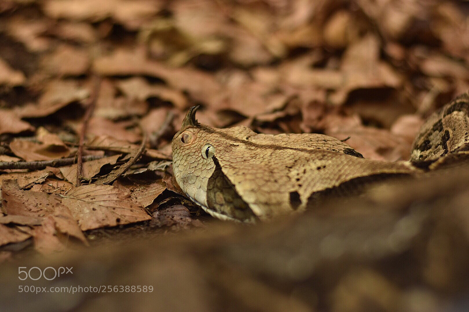 Nikon D5500 sample photo. V i p e photography