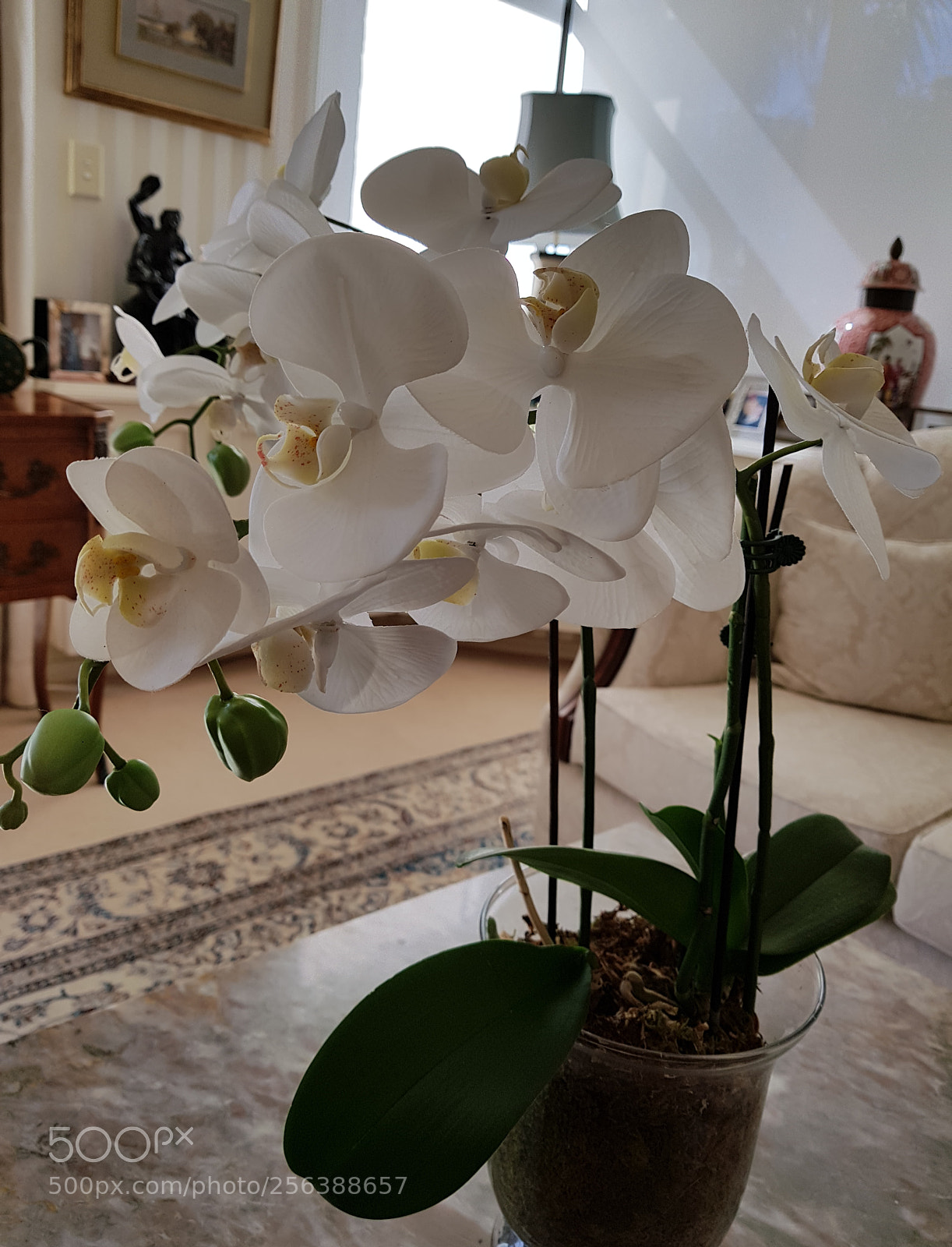 Samsung Galaxy S8+ sample photo. Orchid. photography