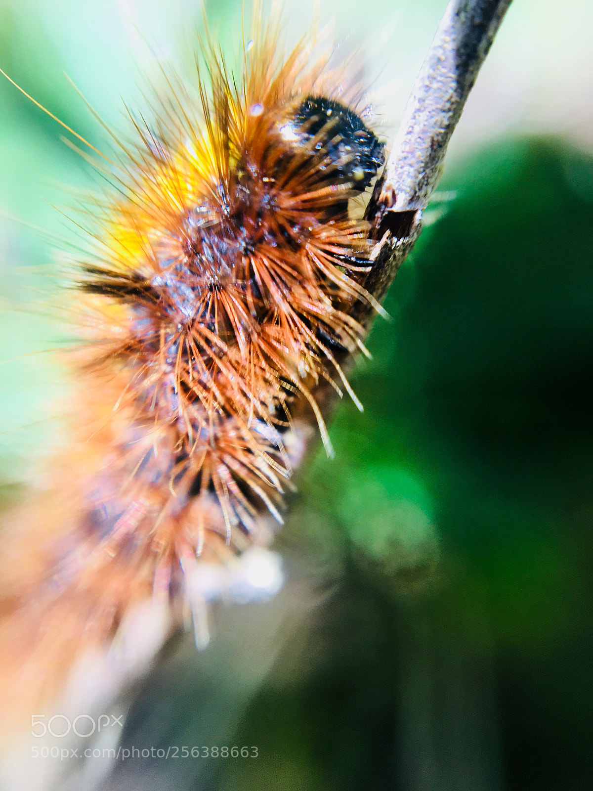 Apple iPhone 6s sample photo. Caterpillar jedi master photography