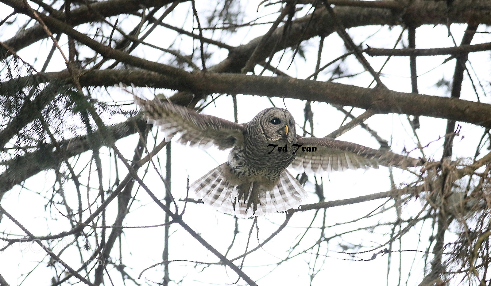 Canon EOS-1D X Mark II sample photo. Flying barred owl photography