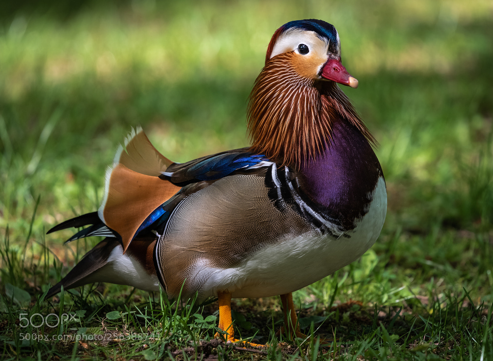 Nikon D750 sample photo. Mandarin ente photography