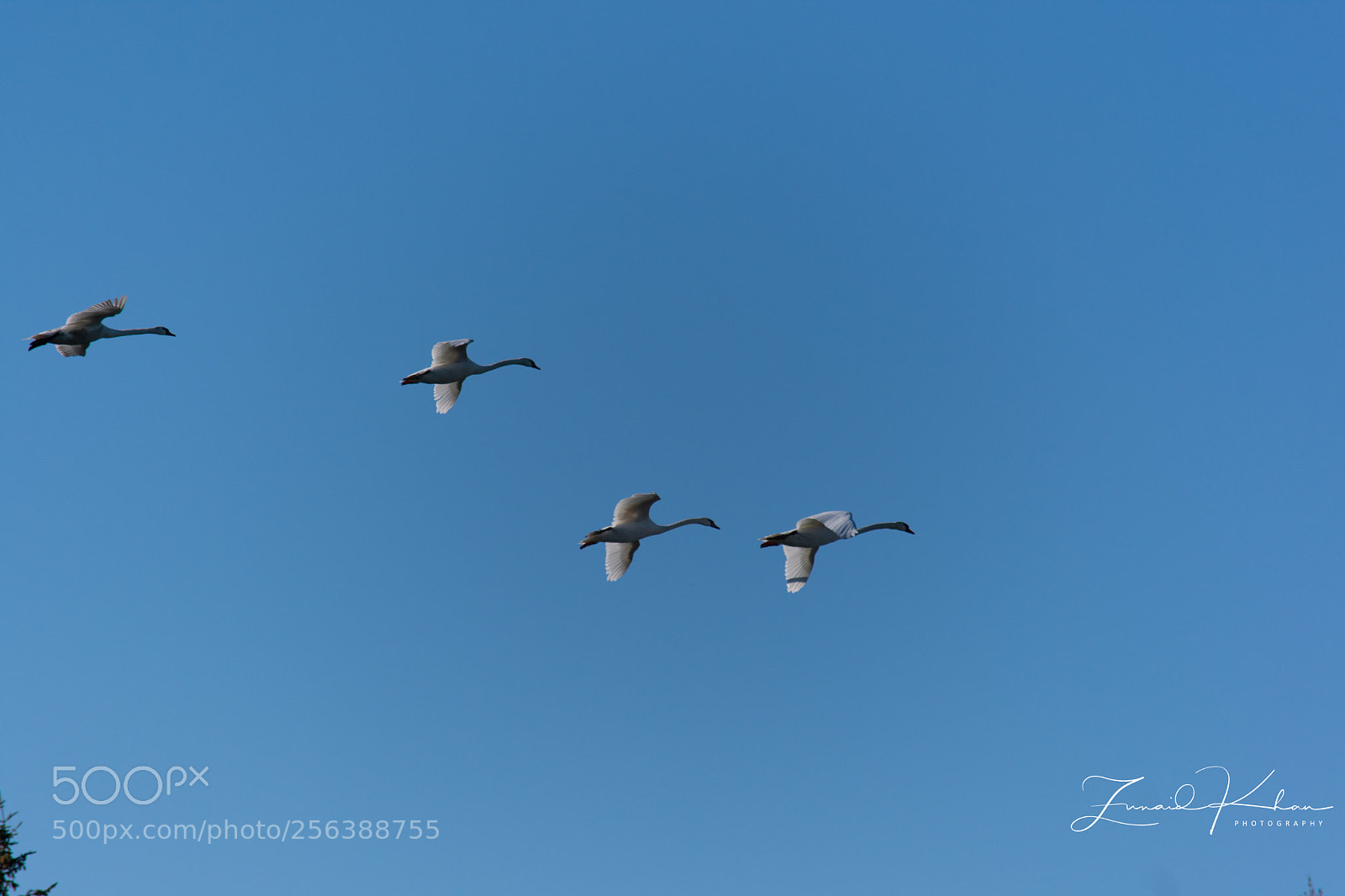 Nikon D3400 sample photo. Swans in flight  photography