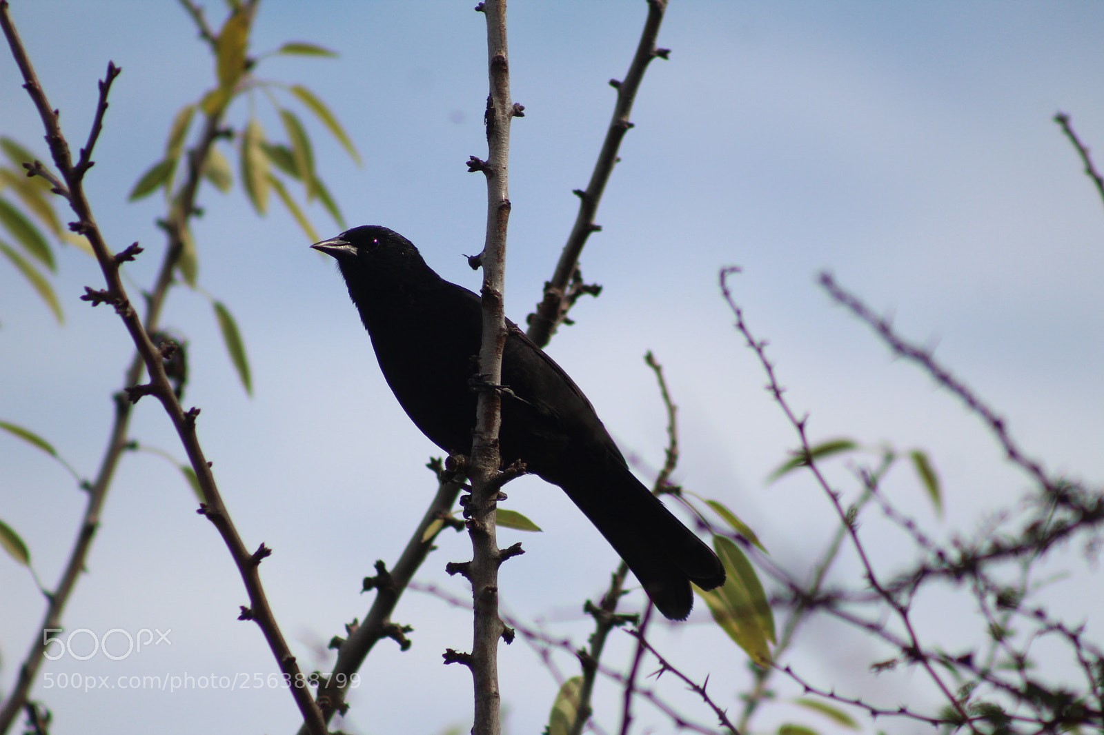 Canon EF 75-300mm f/4-5.6 sample photo. Untitled photography