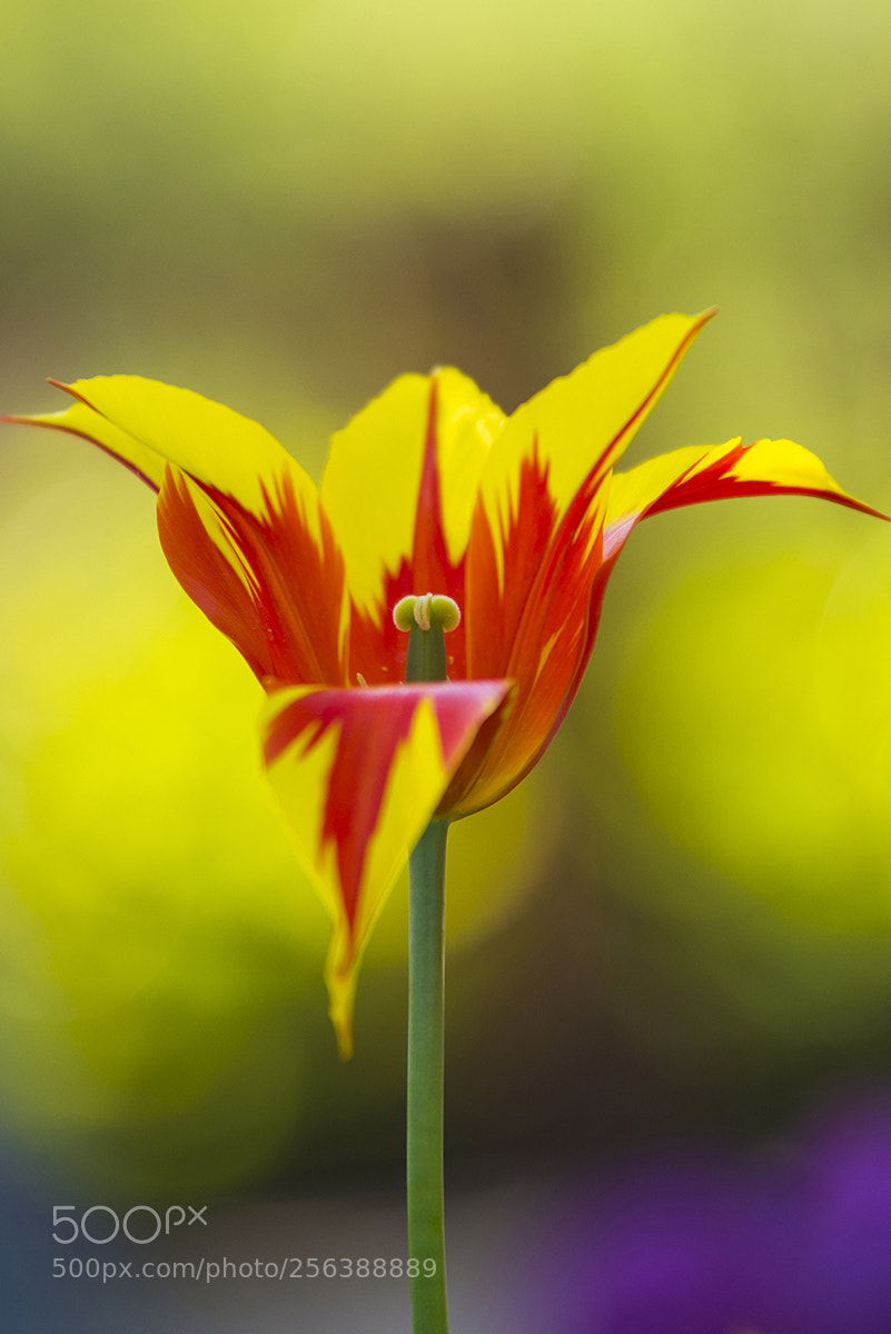 Nikon D610 sample photo. Flame photography