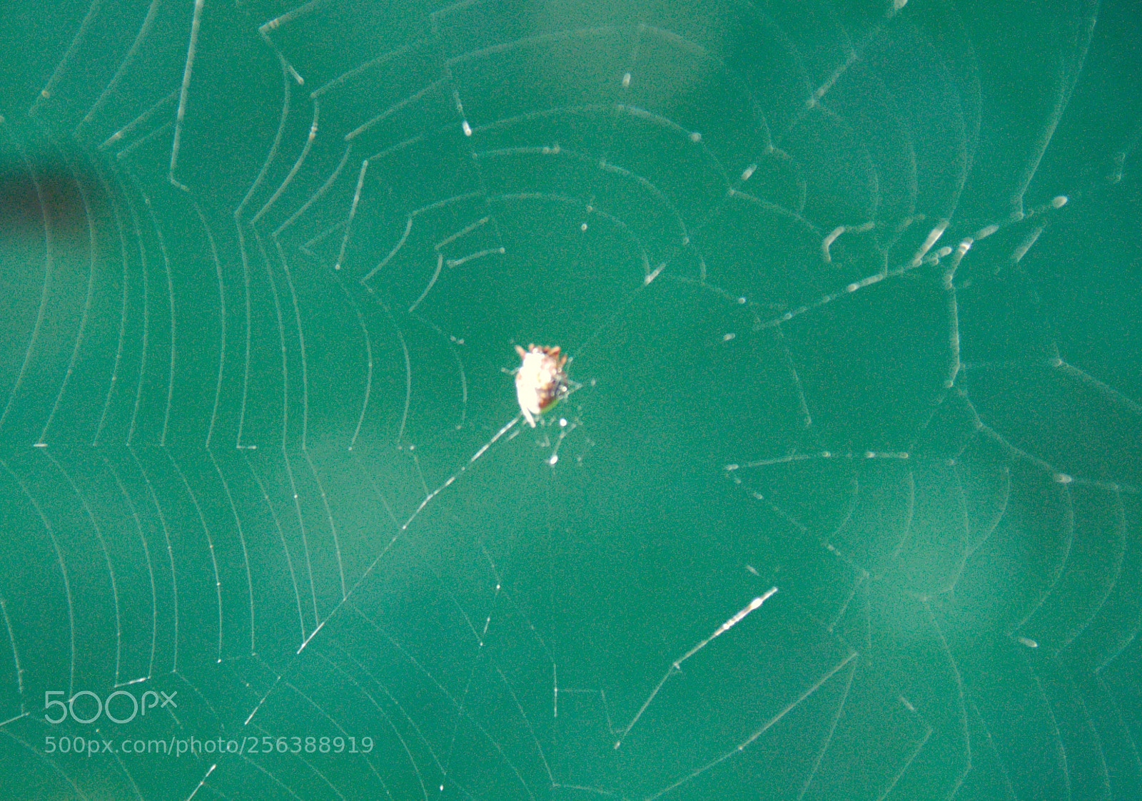 Nikon D90 sample photo. Waiting for prey photography