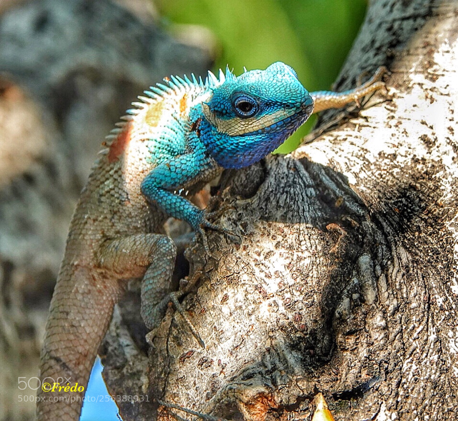 Sony Cyber-shot DSC-RX10 IV sample photo. Wild life in chiang photography