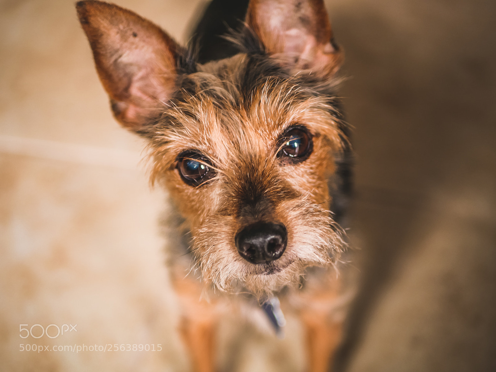 Panasonic Lumix DMC-G85 (Lumix DMC-G80) sample photo. Yorkie photography