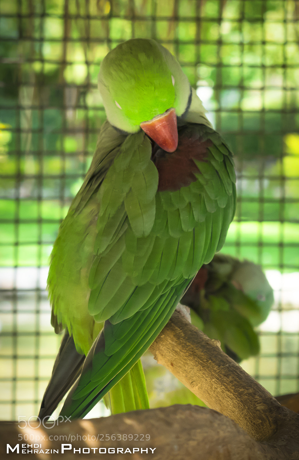 Nikon D5300 sample photo. Sad parrot photography