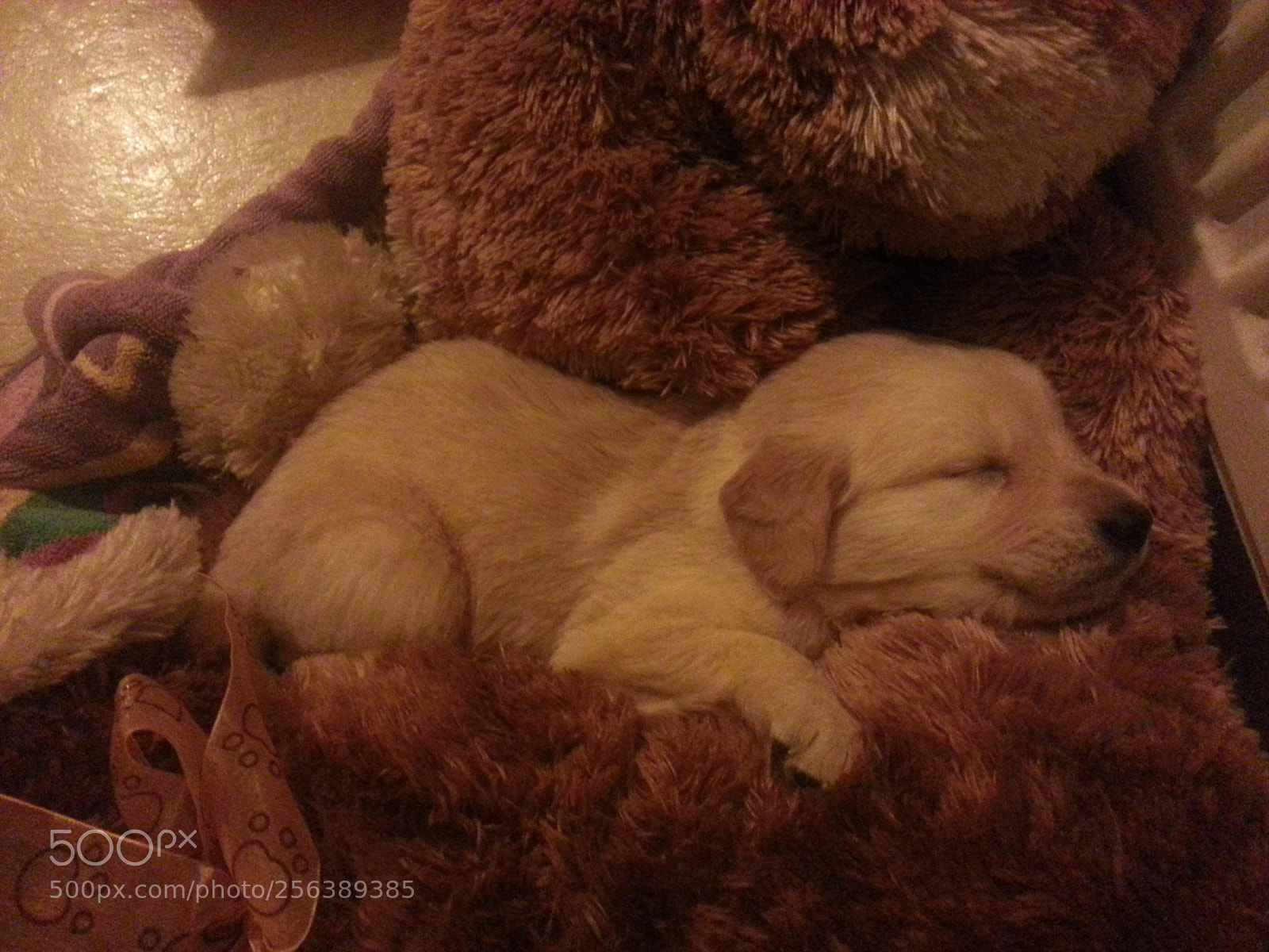 Samsung Galaxy Note2 sample photo. Felixx golden retriever photography