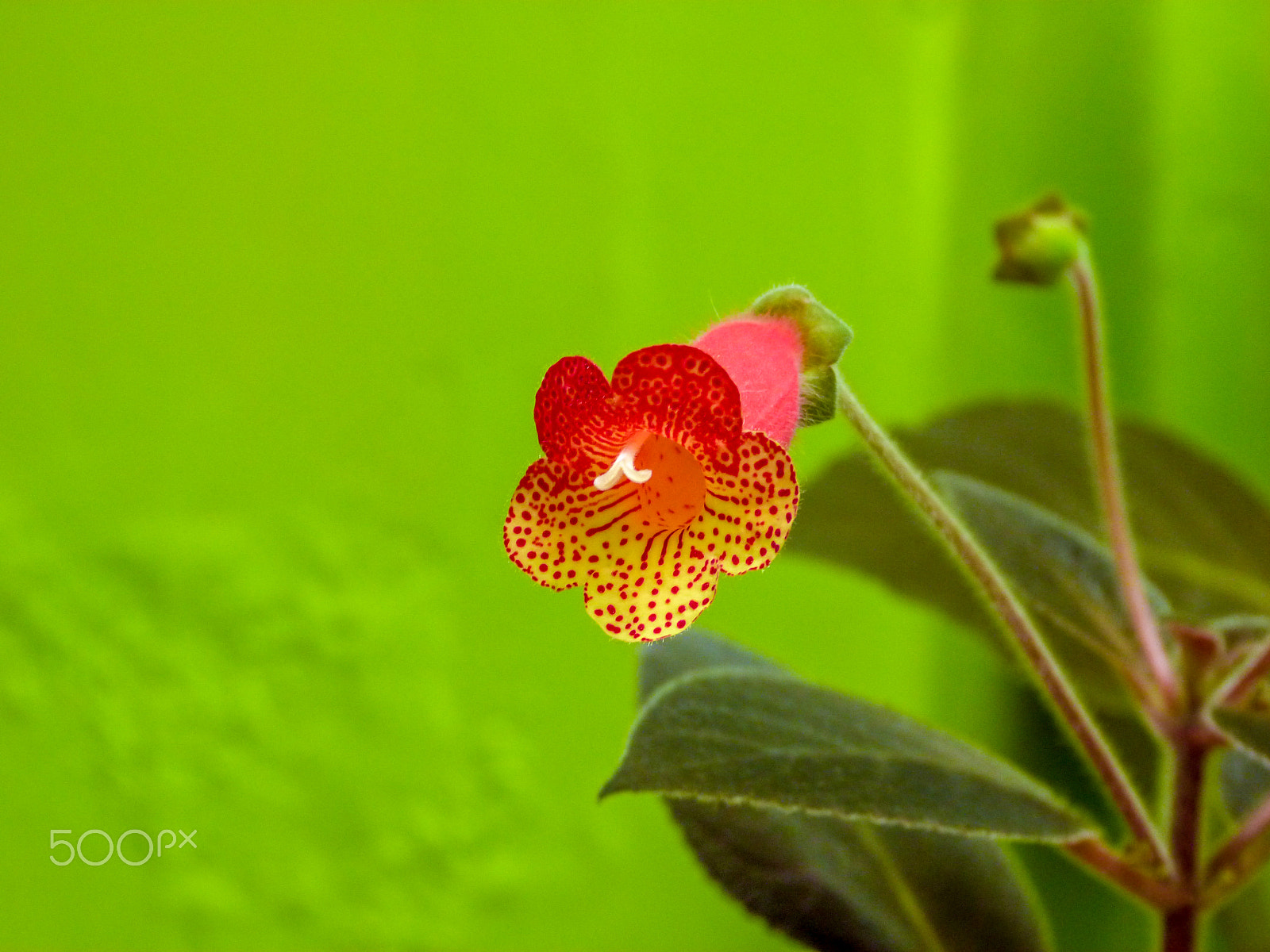 Panasonic Lumix DMC-FZ40 (Lumix DMC-FZ45) sample photo. The flower in the middle of the green photography