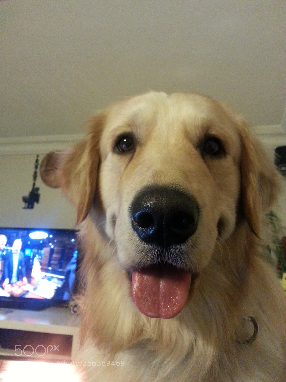 Samsung Galaxy Note2 sample photo. Felixx golden retriever photography
