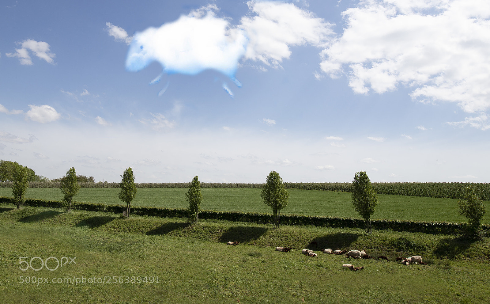 Canon EOS 6D Mark II sample photo. Sheep photography