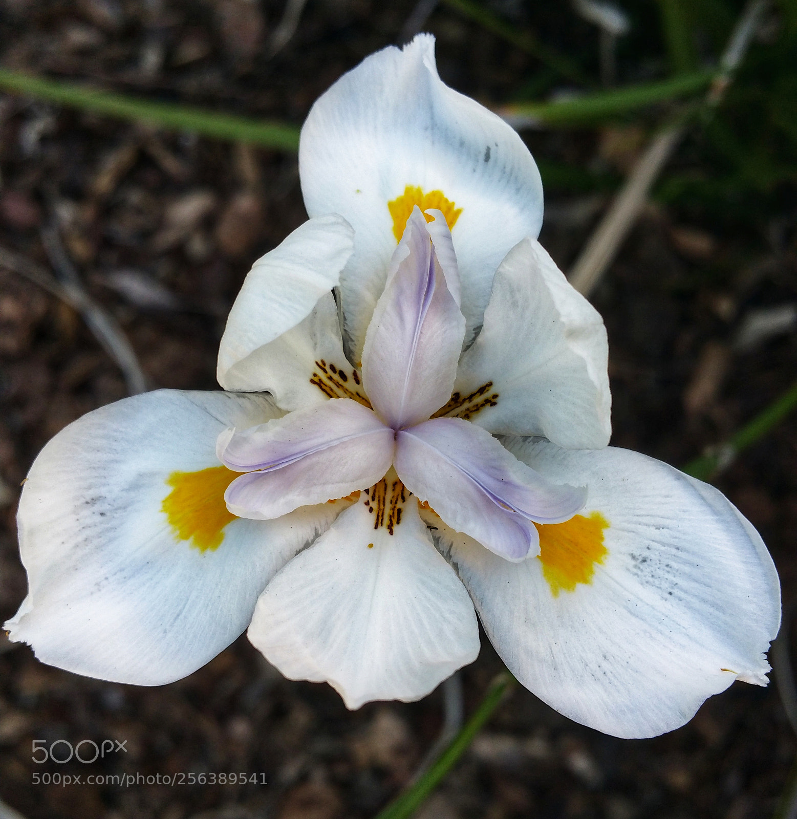 Samsung Galaxy Note4 sample photo. Flowered photography