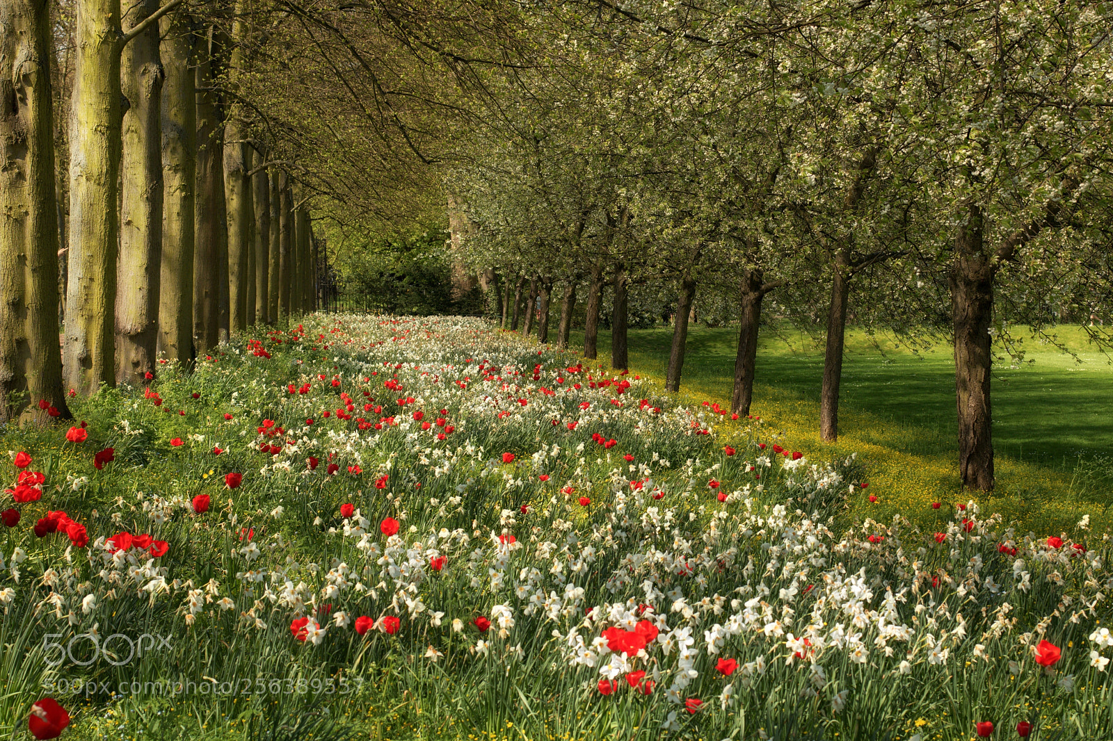 Canon EOS 750D (EOS Rebel T6i / EOS Kiss X8i) sample photo. Springtime in cambridge photography