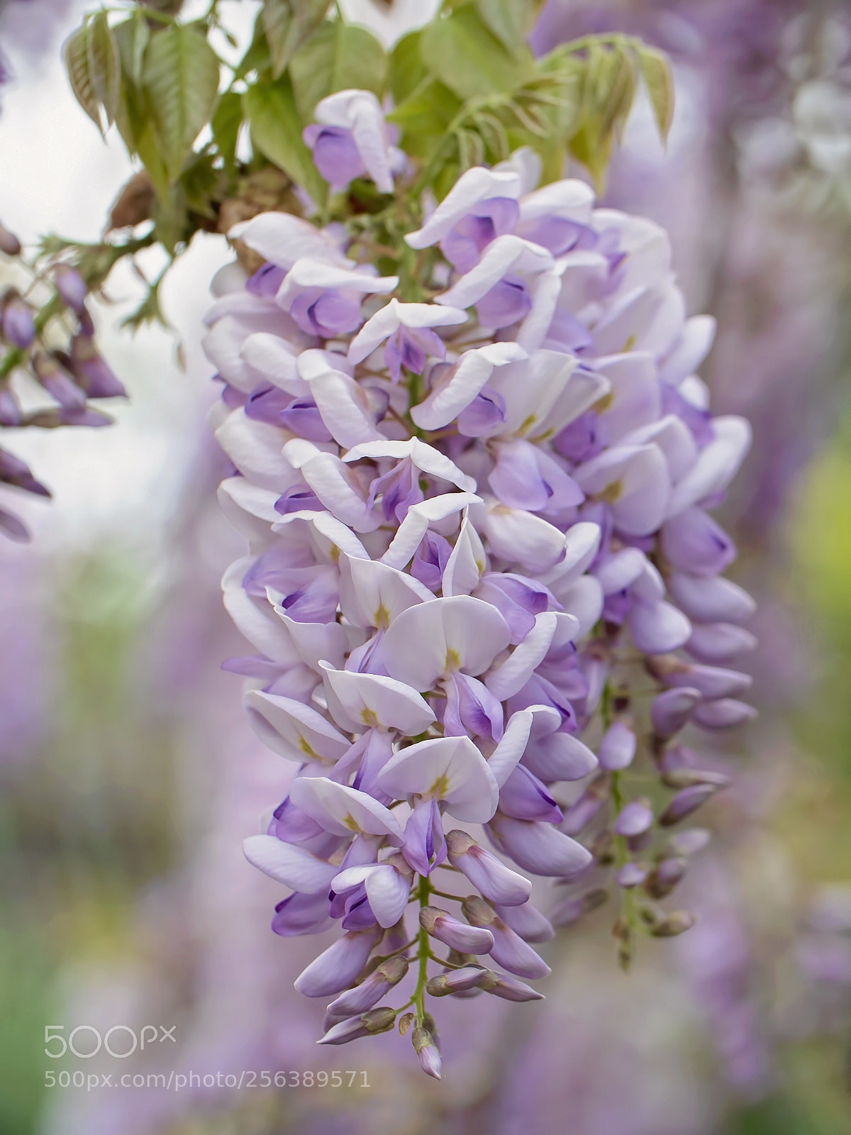Panasonic Lumix DC-G9 sample photo. A splash of wisteria photography