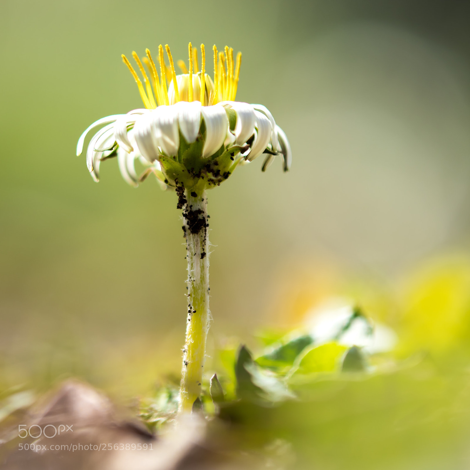 Canon EOS M5 sample photo. White dandelion photography