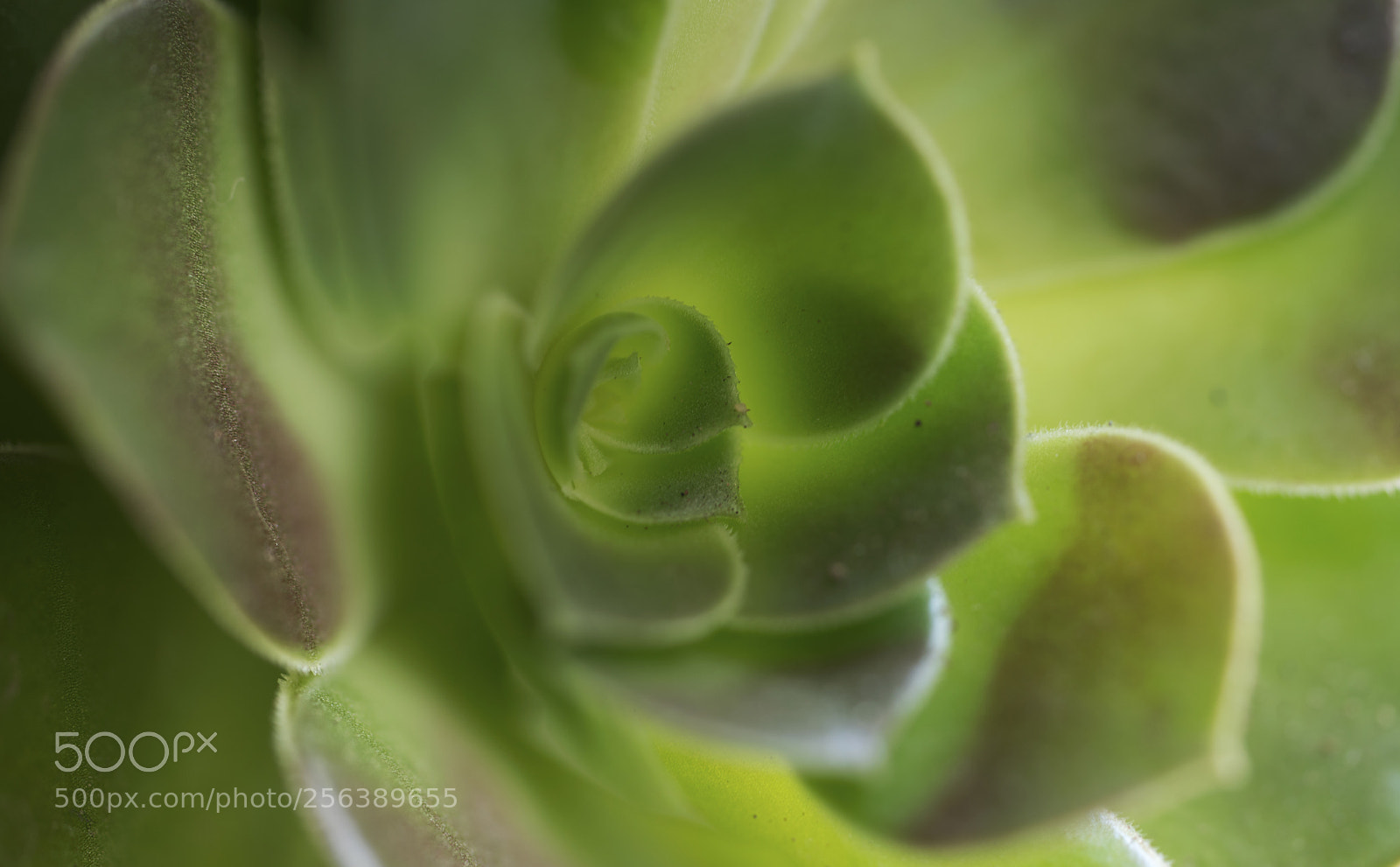 Sony a7R II sample photo. Flower? photography