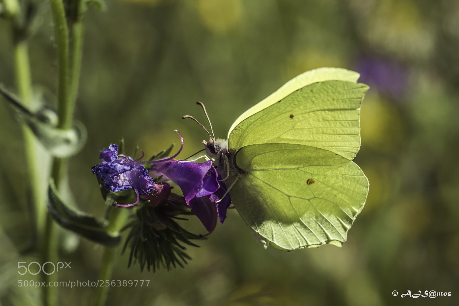 Nikon D7200 sample photo. Lemon butterfly photography