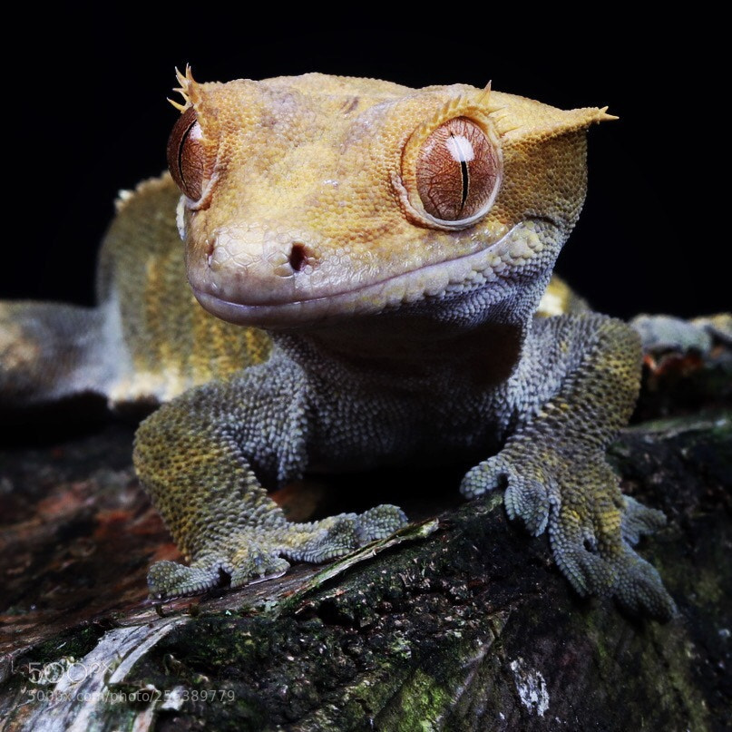 Canon EOS 80D sample photo. Little gecko photography