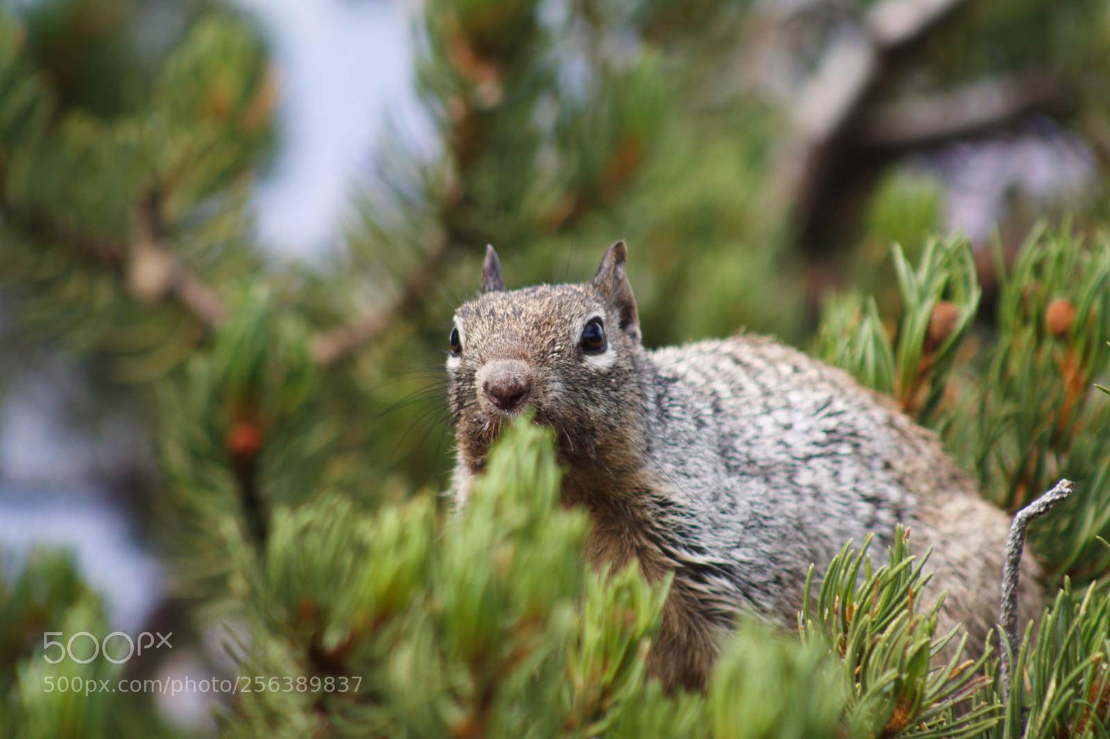 Canon EOS 50D sample photo. Give me my nut! photography