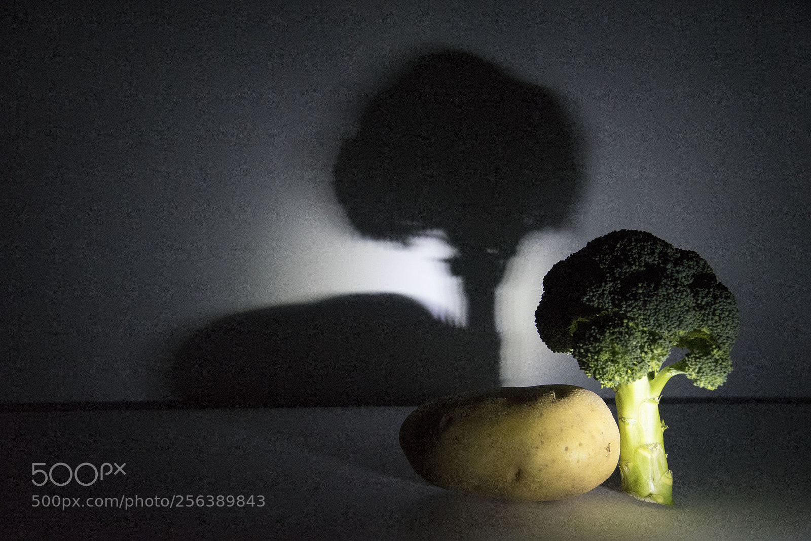 Nikon D750 sample photo. Imaginary wood photography