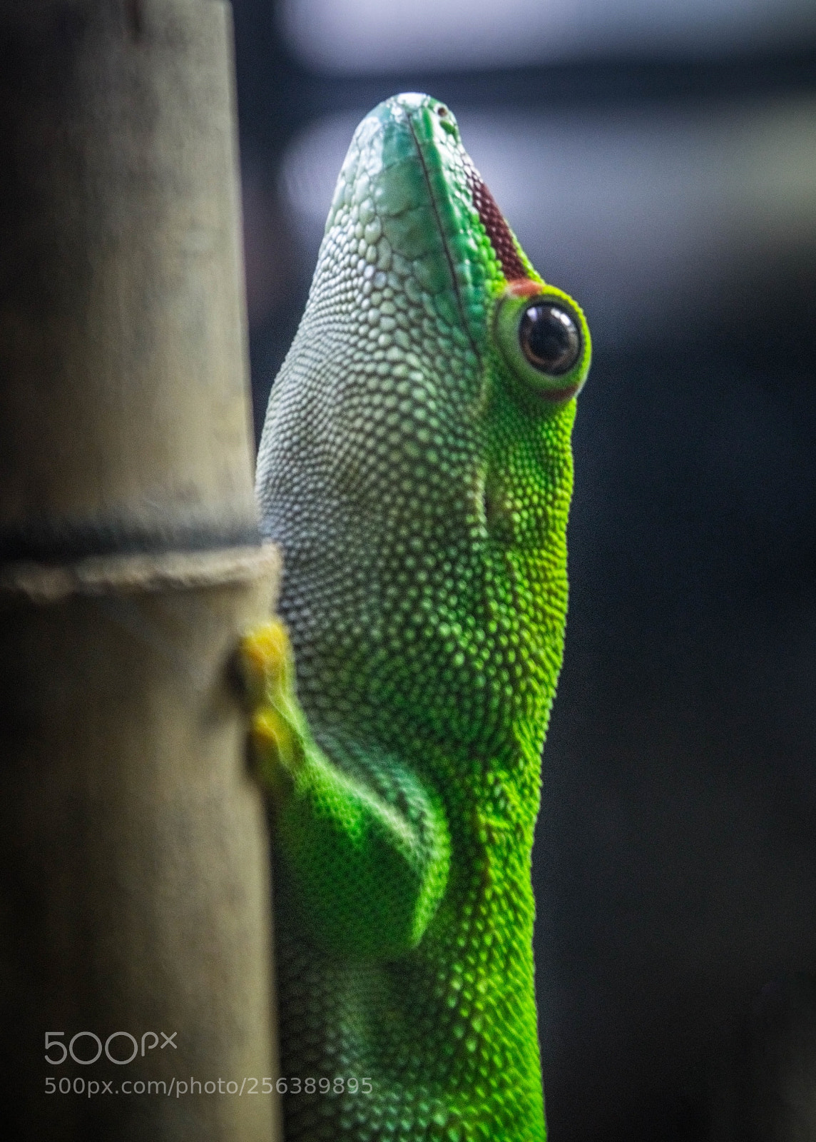 Nikon D5300 sample photo. Gekko photography
