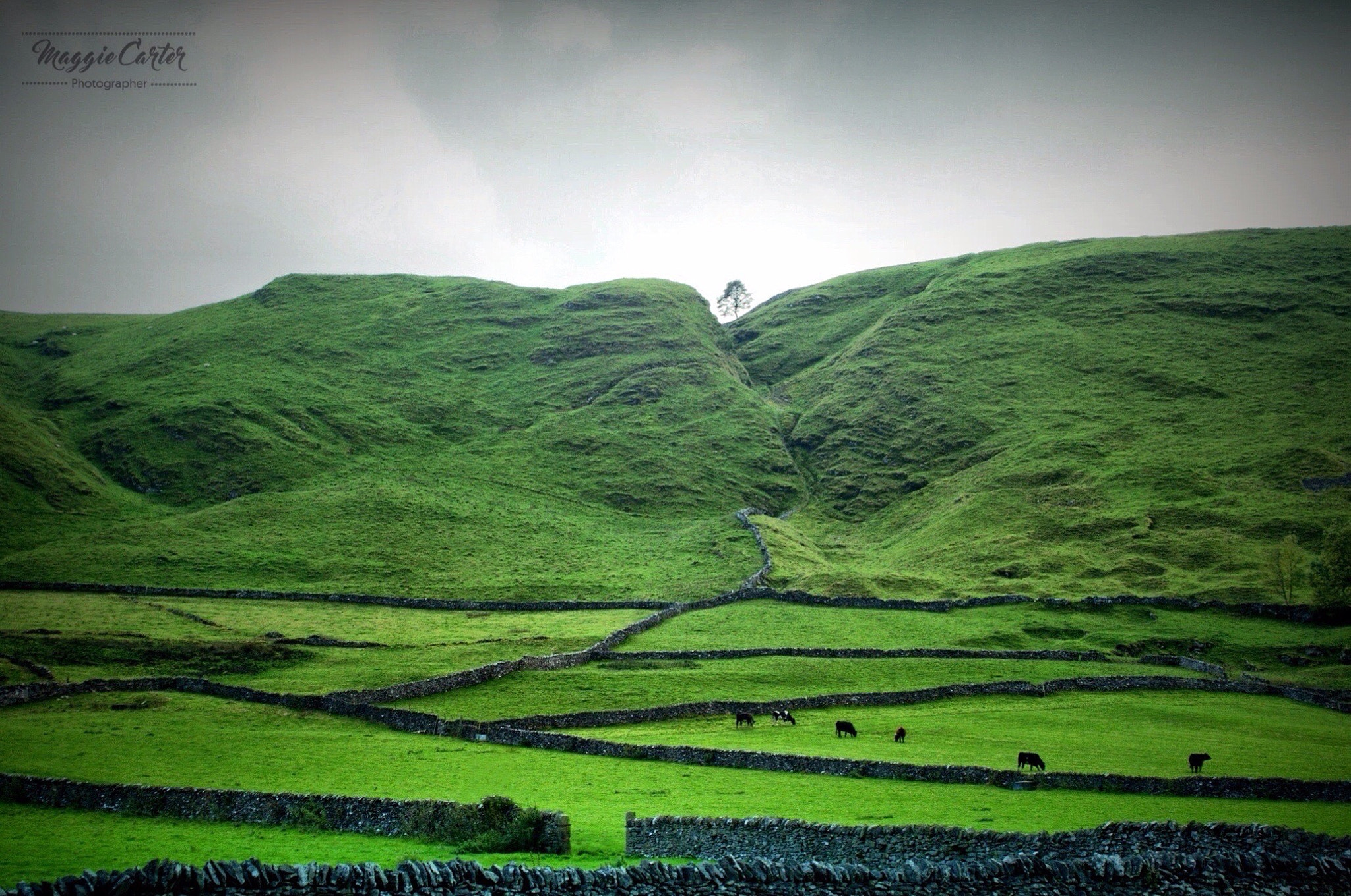 Sony Alpha DSLR-A380 sample photo. One tree and the landscape, winnats pass, peak district, derbyshire, uk photography