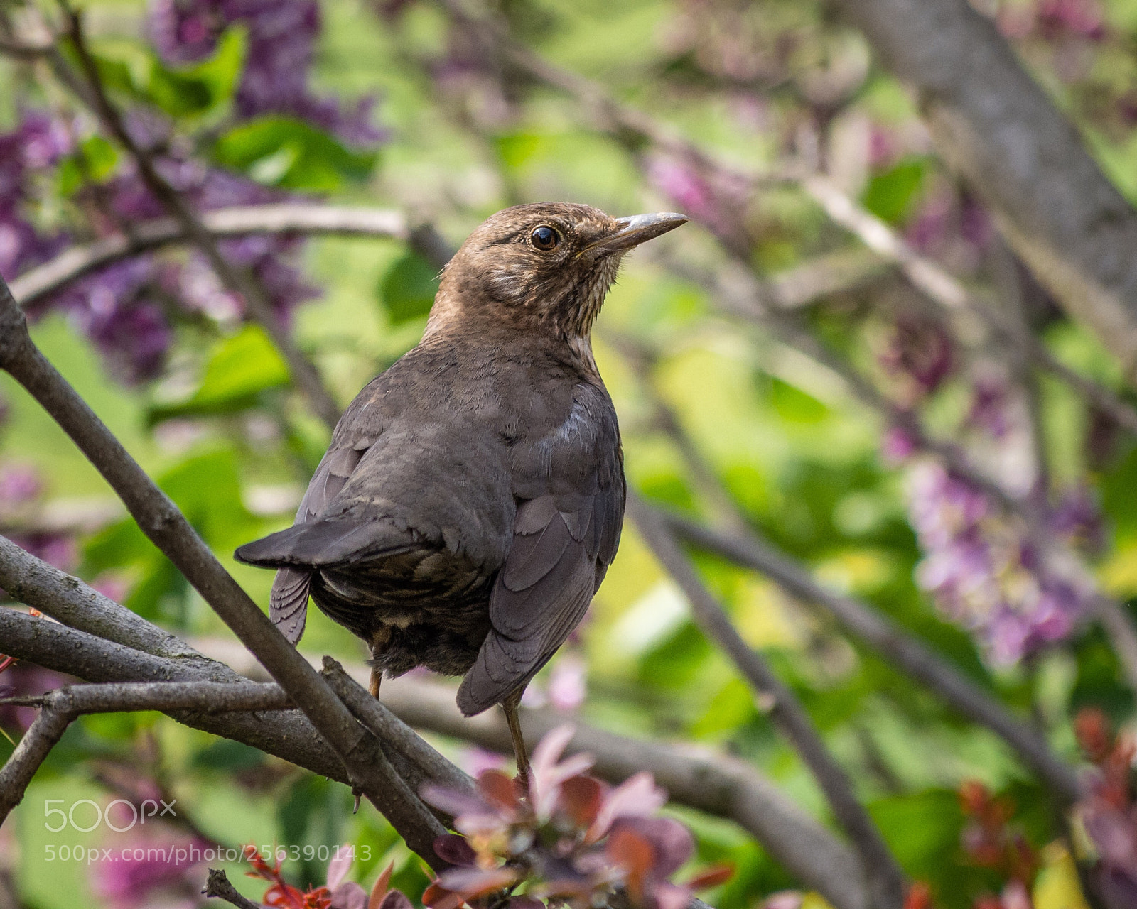 Nikon D7200 sample photo. Female blackbird photography