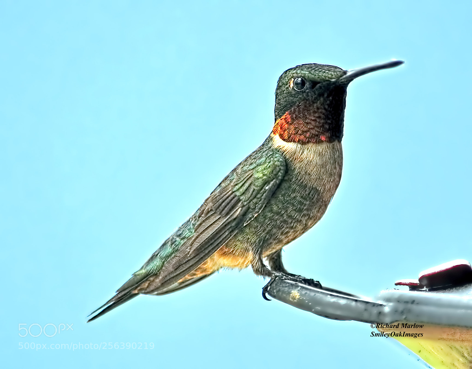Nikon D5000 sample photo. Hummingbird photography