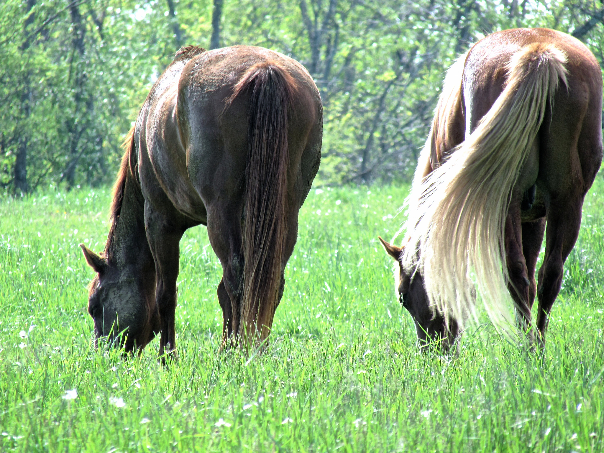 Canon PowerShot SX510 HS sample photo. Soul mates photography