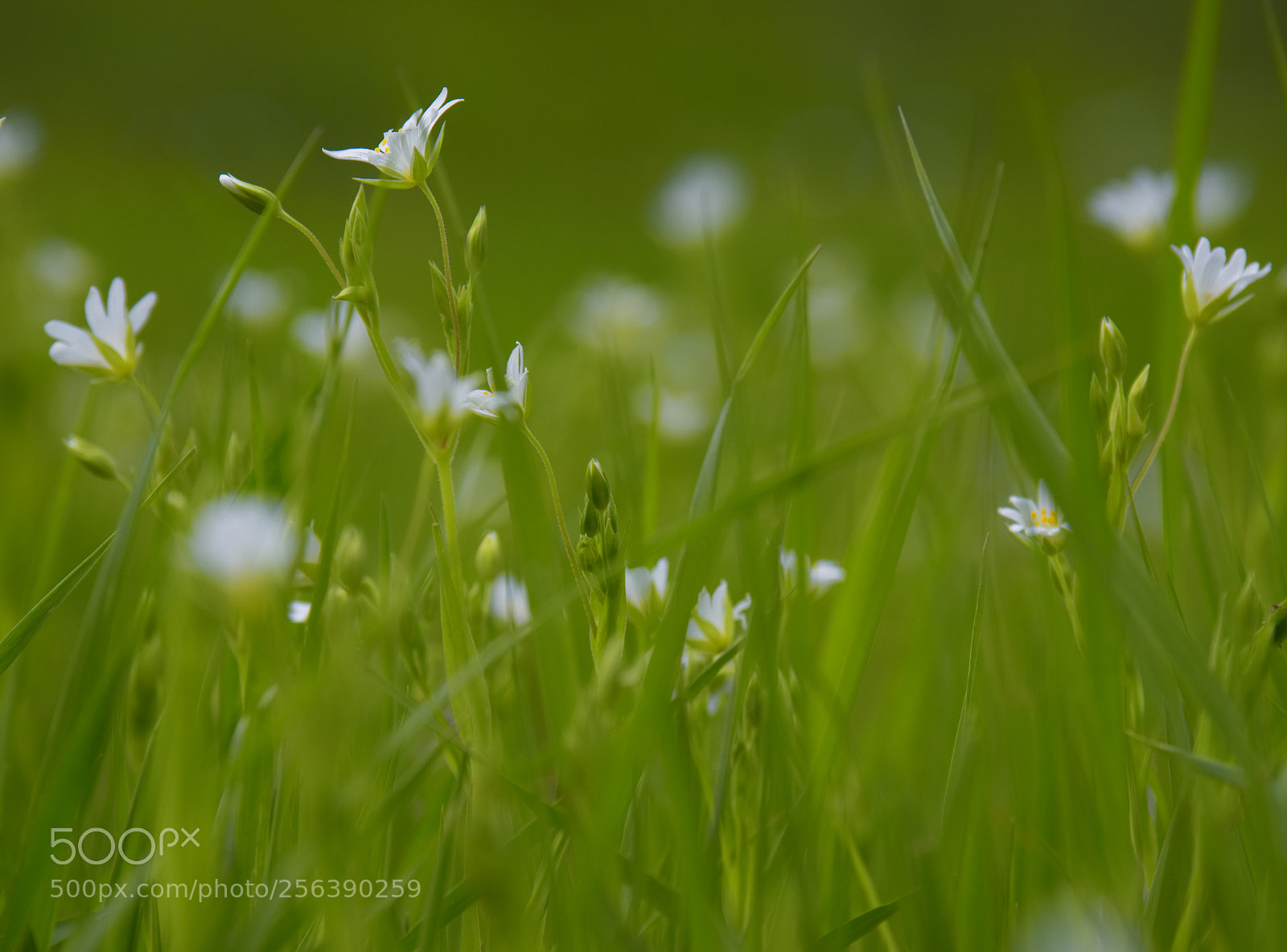 Olympus OM-D E-M1 Mark II sample photo. Fields of green photography