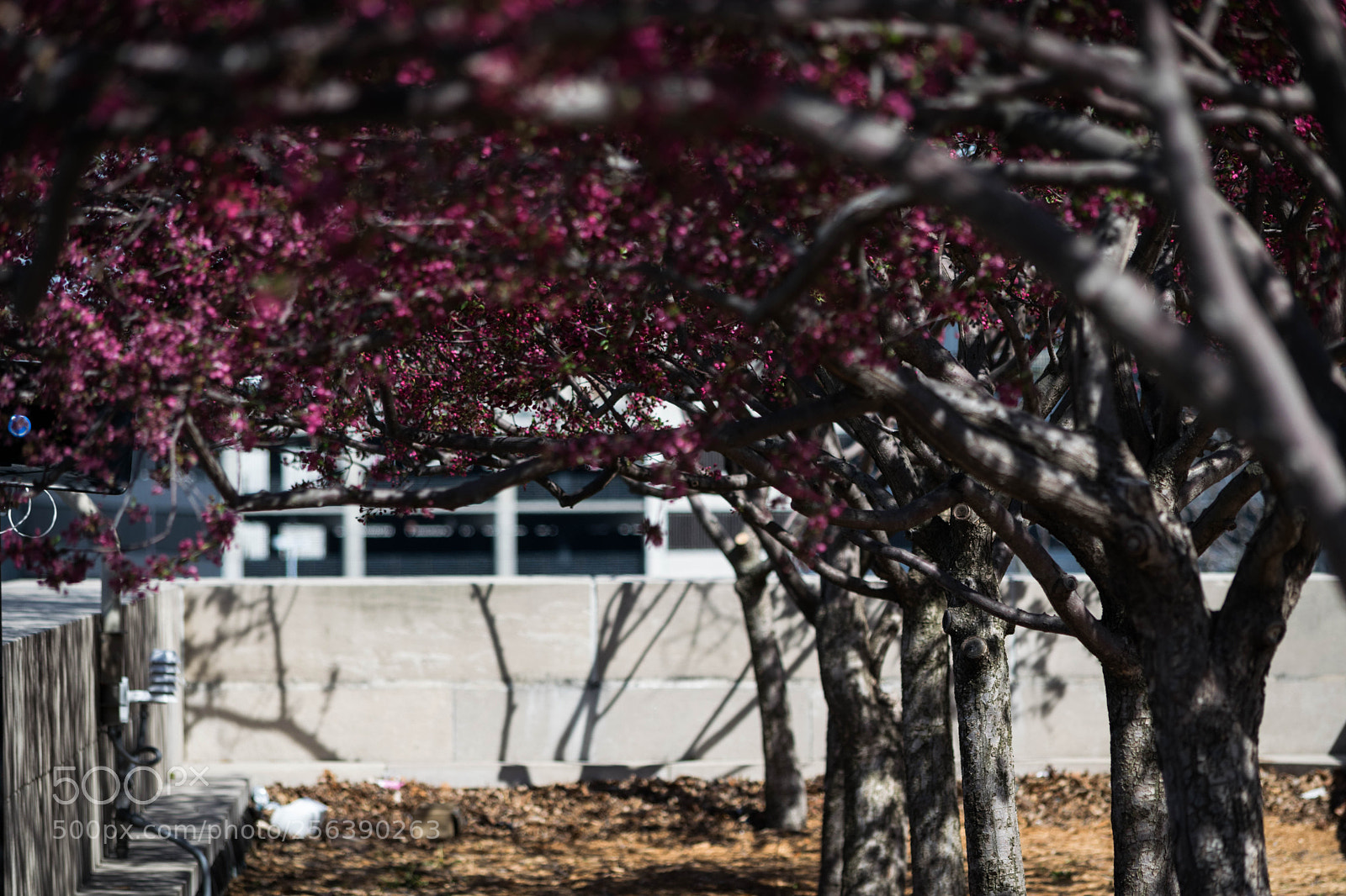 Nikon D5300 sample photo. Trees in the city photography