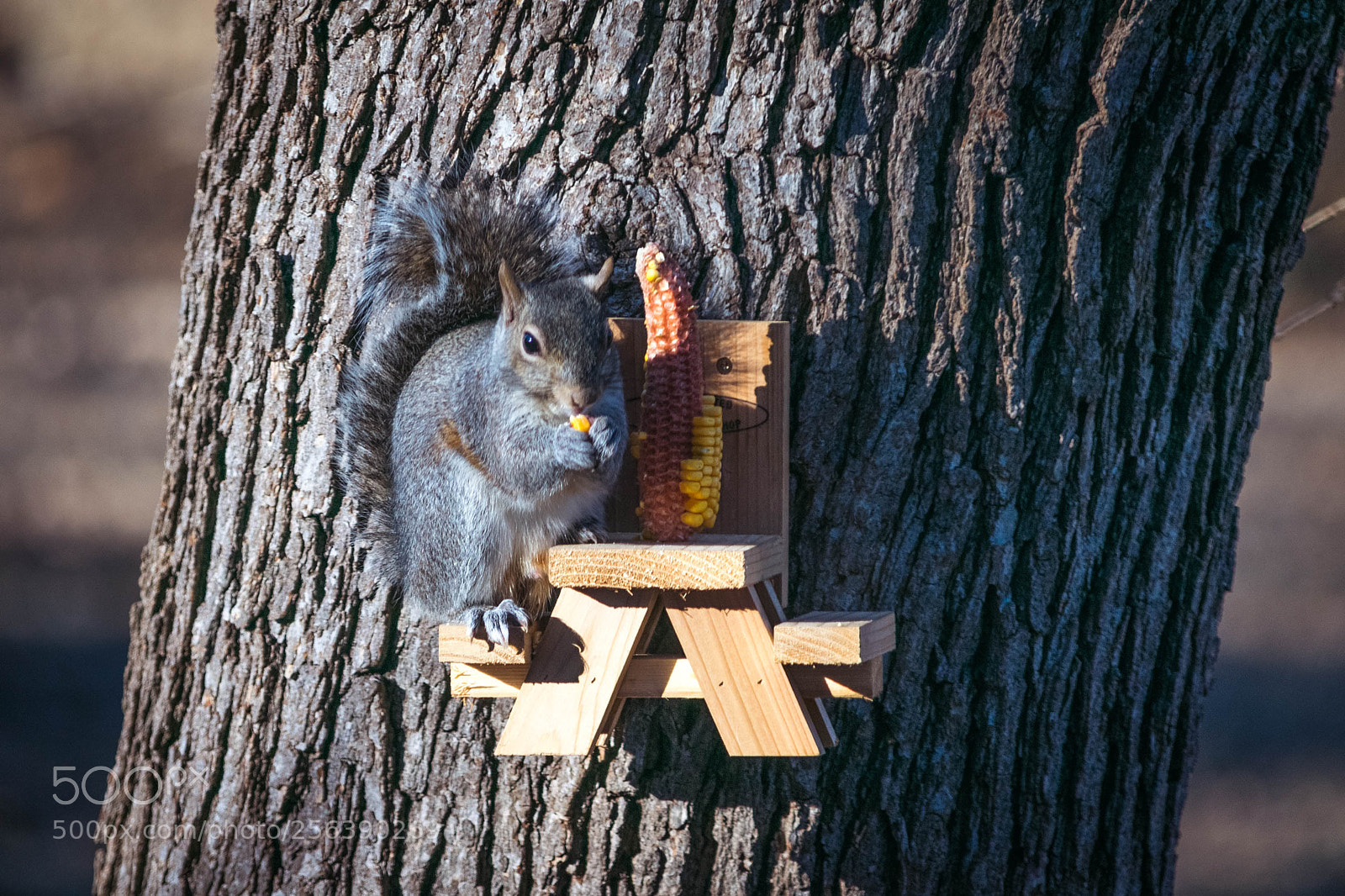 Nikon D5300 sample photo. Squirrel feeding photography