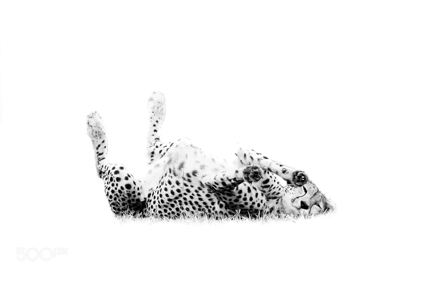 Canon EOS-1D X sample photo. Cheetah photography