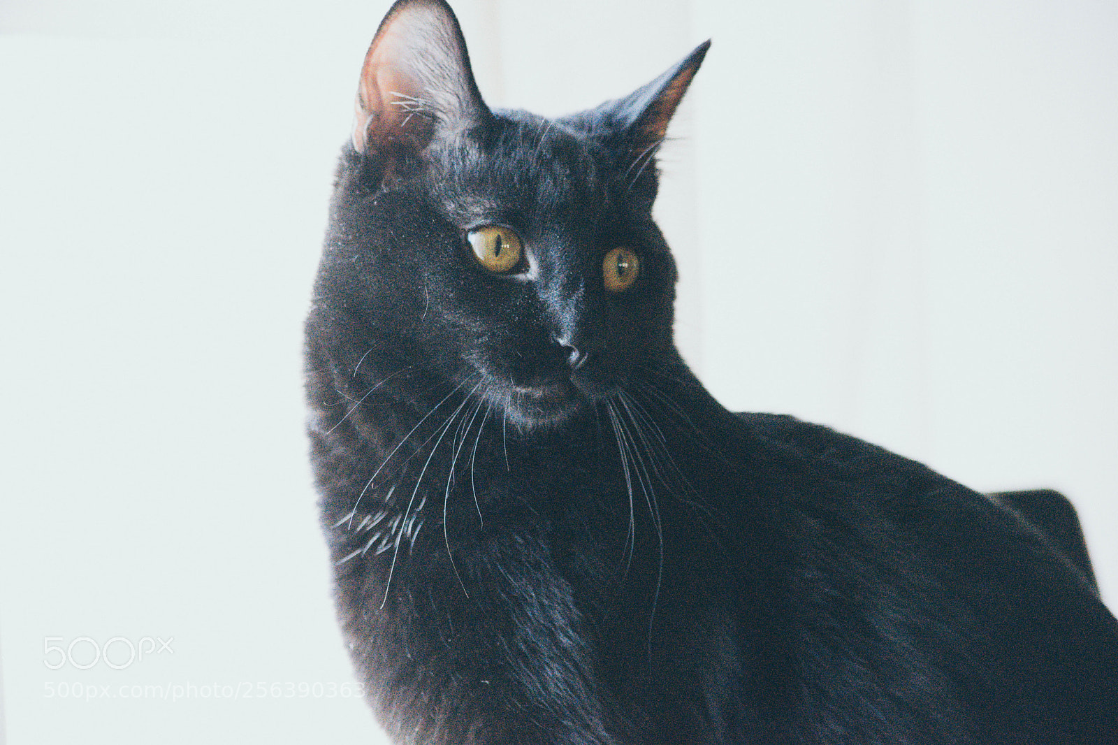 Nikon D5300 sample photo. Ruckus the cat photography