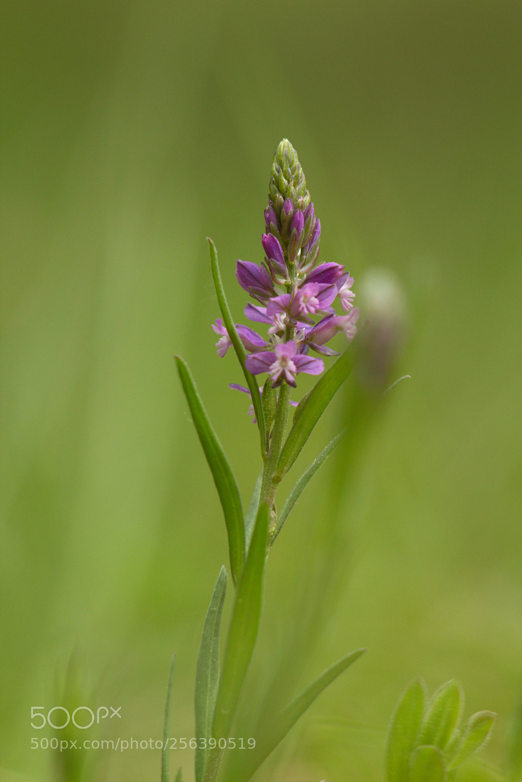 Canon EOS 60D sample photo. Flower photography