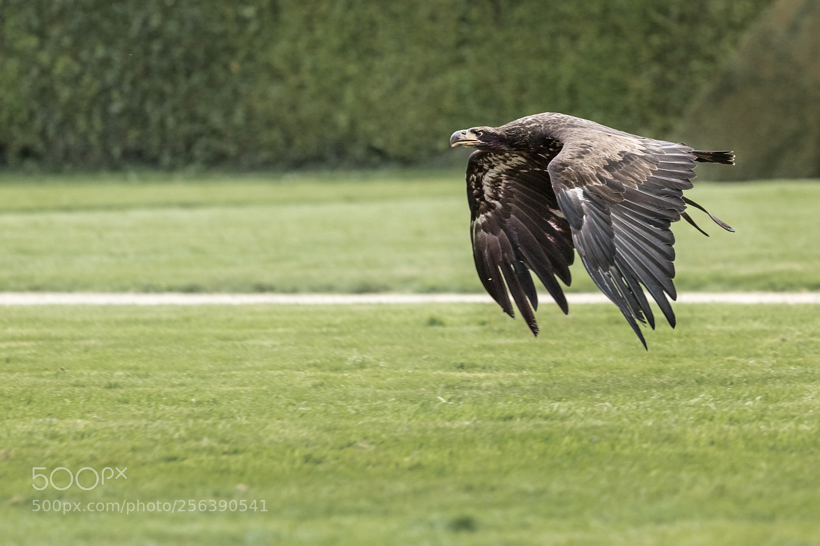 Canon EOS 60D sample photo. Young bald eagle female photography