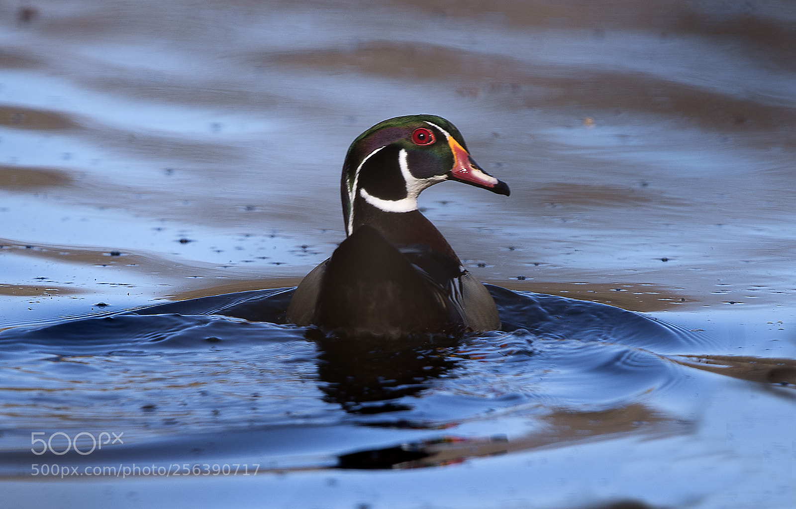 Nikon D750 sample photo. Name this bird photography