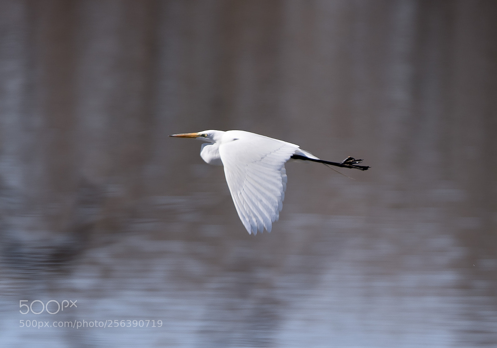Nikon D750 sample photo. Flying above the water photography