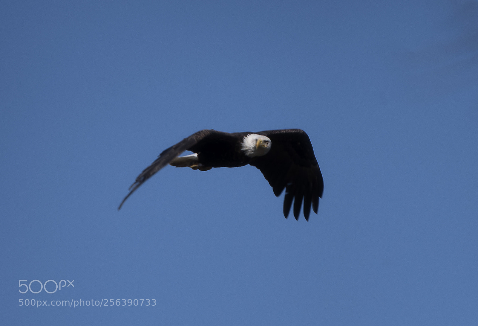Nikon D750 sample photo. One badass bird photography