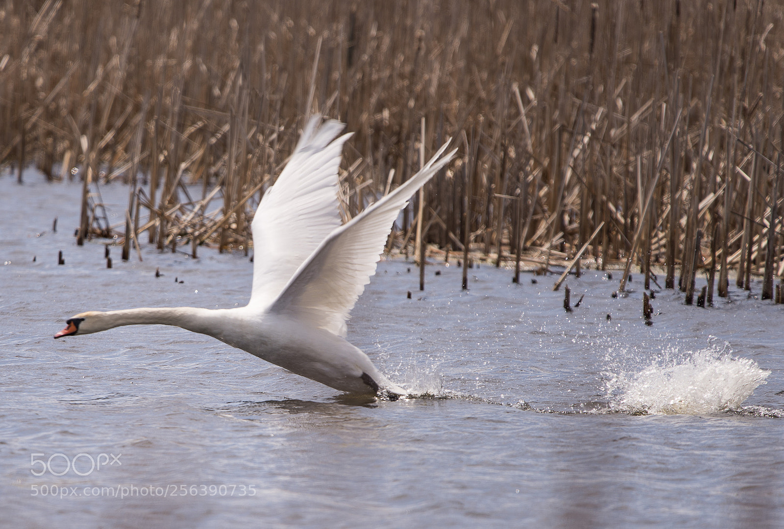 Nikon D750 sample photo. Swan at take off photography
