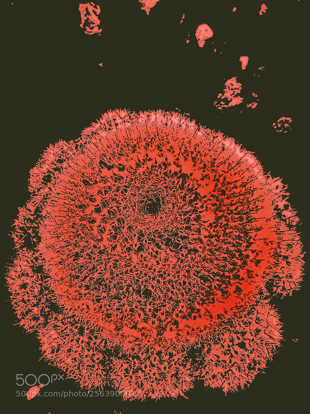 Apple iPhone 5s sample photo. Streptococcus?staphylococcus?magrophage? photography
