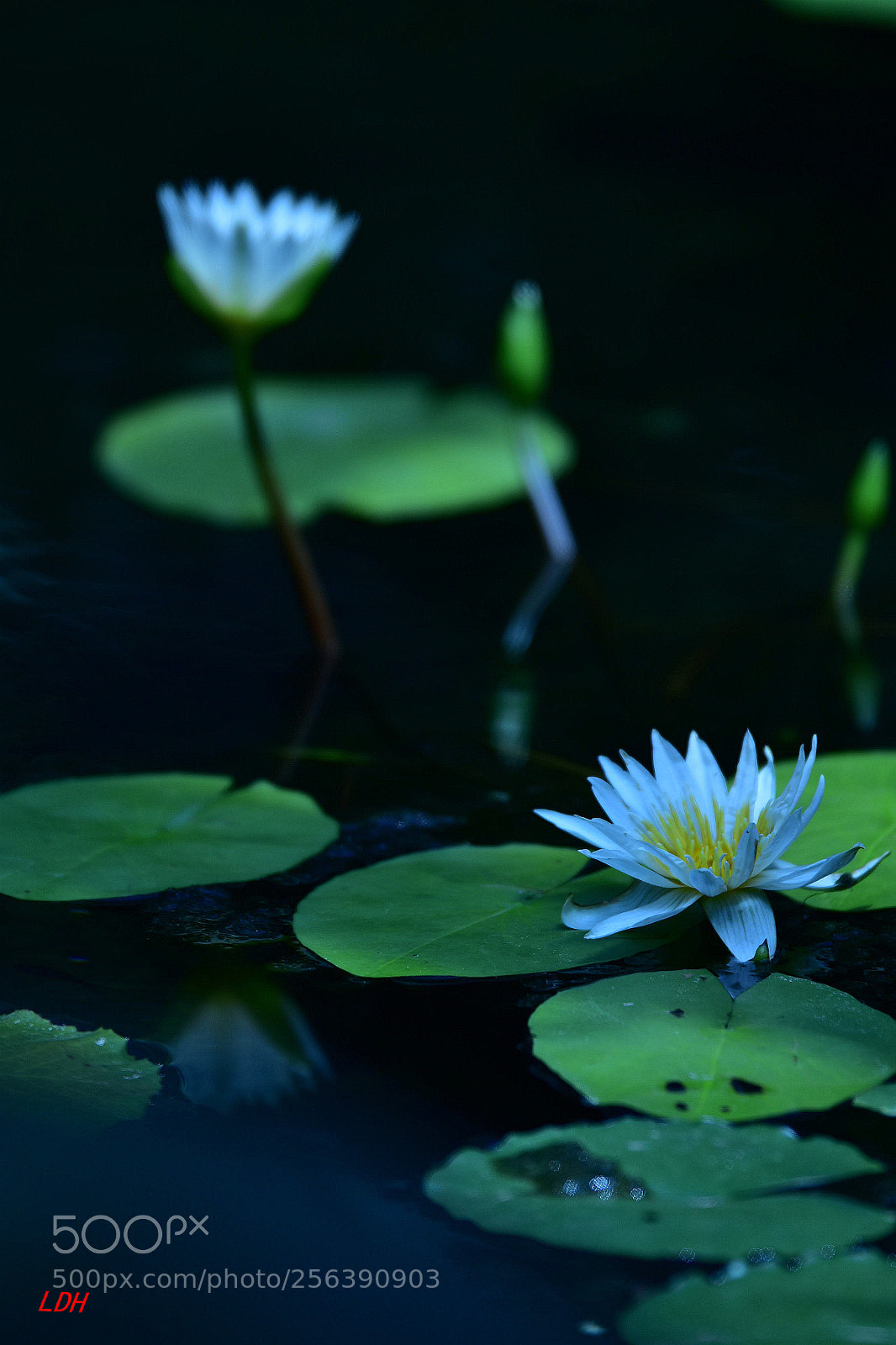 Nikon D810 sample photo. Untitled photography
