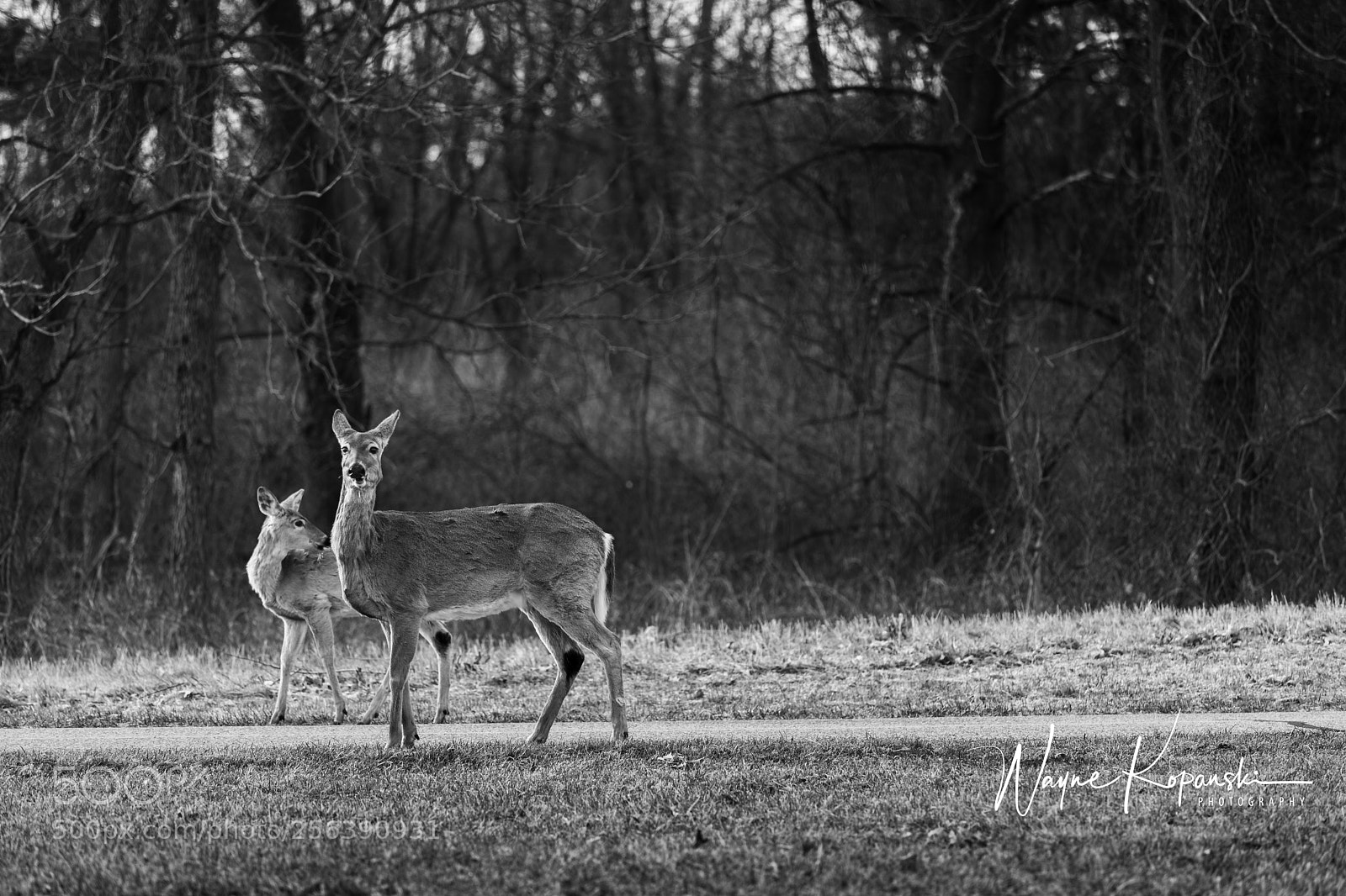 Canon EOS 5D Mark IV sample photo. What was that?!? photography